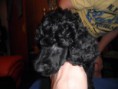 /album/puppies-available/furria-black-1-jpg/